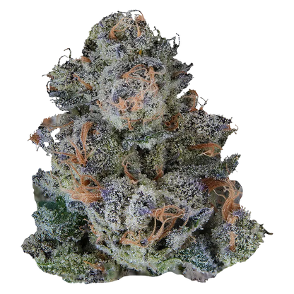 VOLO 3.5 g Platinum Lemon Cherry Gelato Flower