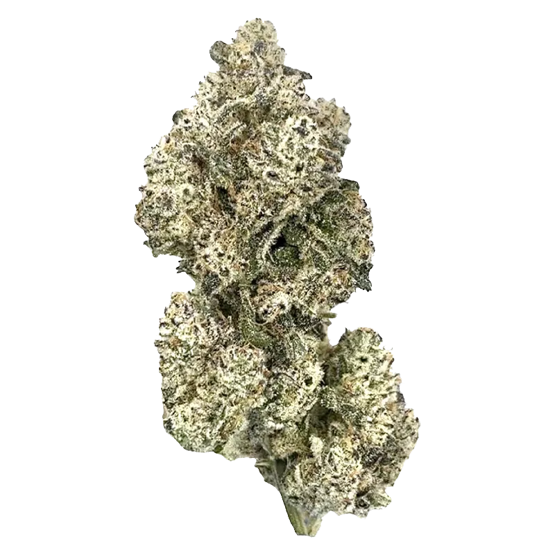 HighXotic 14 g Royal Dive #5: Purple Zombie Flower