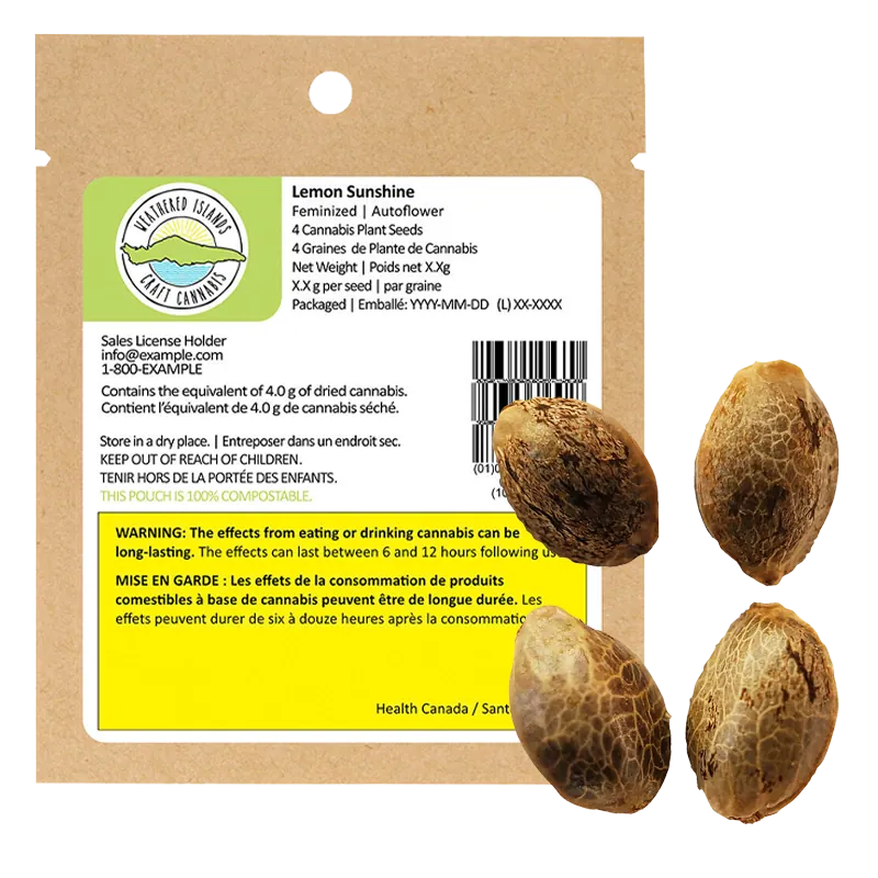 Weathered Islands 4 pack Lemon Sunshine Autoflower Feminized Seeds Cannabis