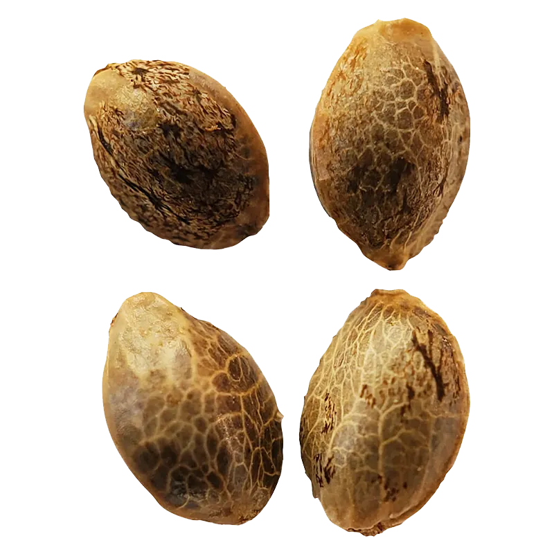 Weathered Islands 4 pack Lemon Sunshine Autoflower Feminized Seeds Cannabis