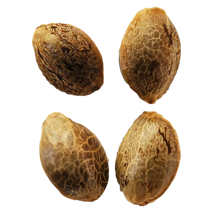 Weathered Islands 4 pack Lemon Sunshine Autoflower Feminized Seeds Cannabis