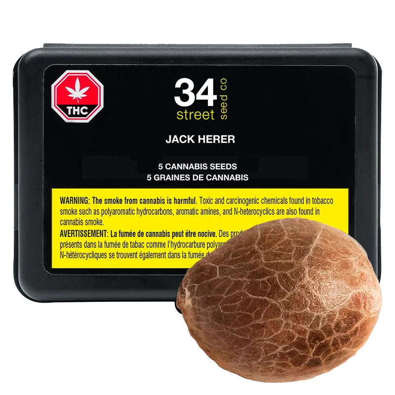 34 Street Seed Co. 5 pack Jack Herer Seeds Cannabis