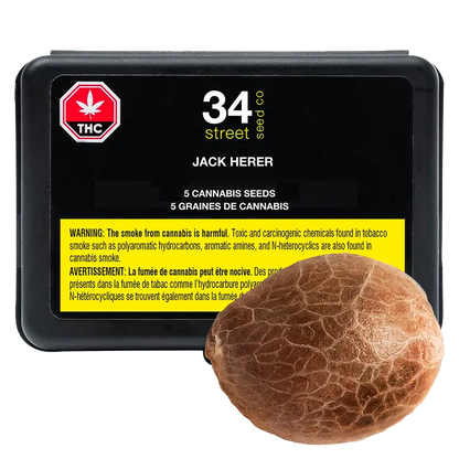 34 Street Seed Co. 5 pack Jack Herer Seeds Cannabis