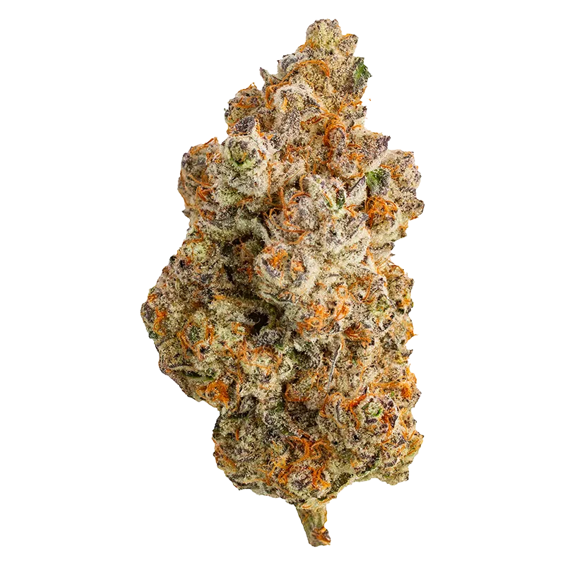 Northern Canna 14 g Frost Monster Flower