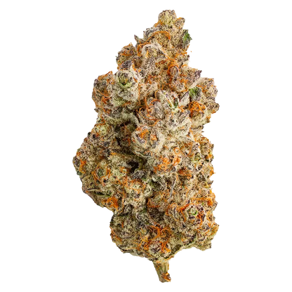 Northern Canna 14 g Frost Monster Flower