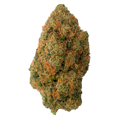 Tobas Indica