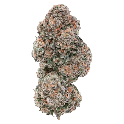 1964 7 g Sour Congo Flower