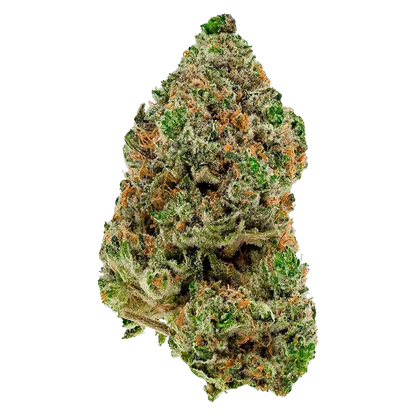 BC Organic Hibachi Blue