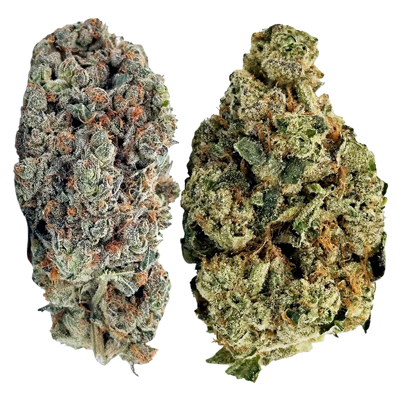 Jack Herer 7 g Jack Pack Flower