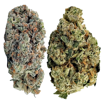 Jack Herer 7 g Jack Pack Flower