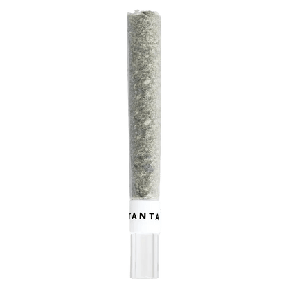 Tantalus 1 g Infused Pre-Rolls