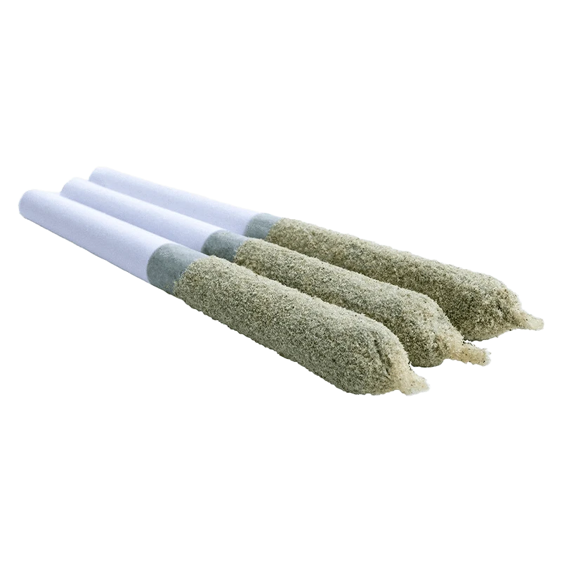 A close-up view of three Shark Bite Toasters Infused Pre Rolled 0.5 g joints, angled slightly against a plain white background.