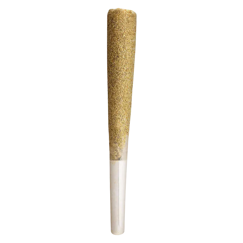 Vertical close-up of a single Pink Gas Shatter Double Infused PR 1 x 1 g pre-roll with a tapered, kief-coated cone and white paper filter against a white background