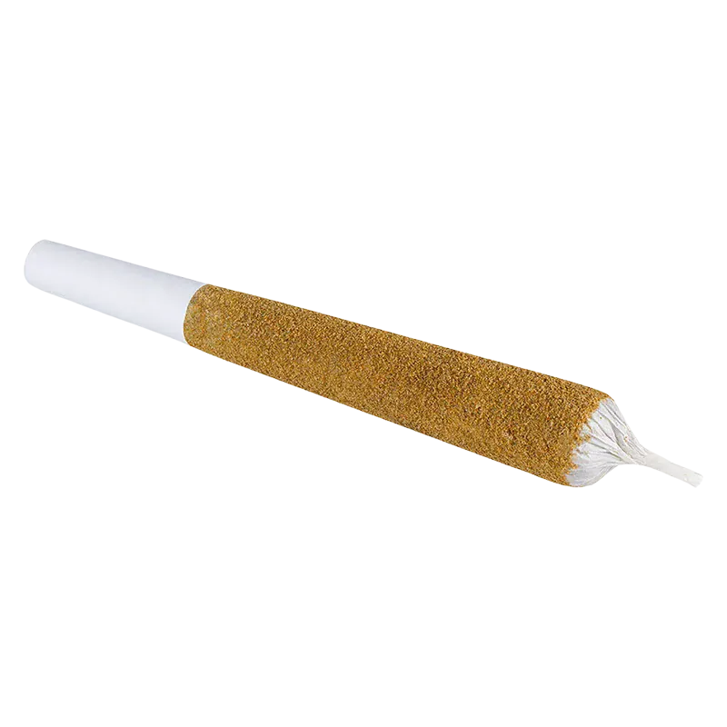 Angled close-up of a tapered, gold-tinted cone with a white filter — Monsters Animal Amnesia Infused PR 1 x 2.38 g.
