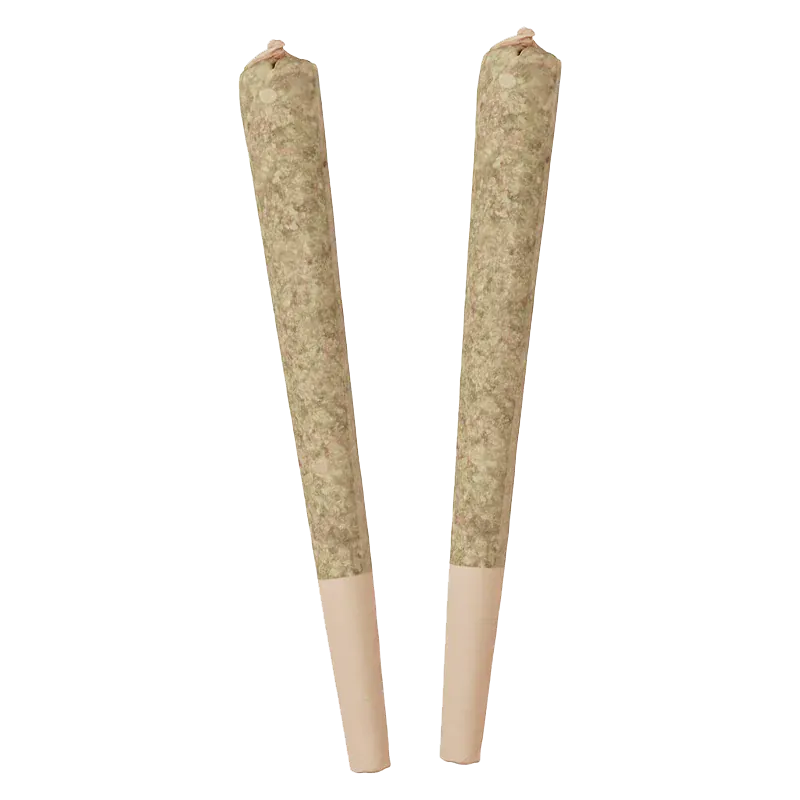 Two pre-rolled cones photographed front-on against a white background, labeled Bing Cherry Infused PR 2 x 0.5 g.