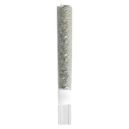 Straight-on view of a single Rosin Roll Glass Tip Infused PR 1 x 2 g pre-roll with visible translucent glass tip and packed herb against a white background