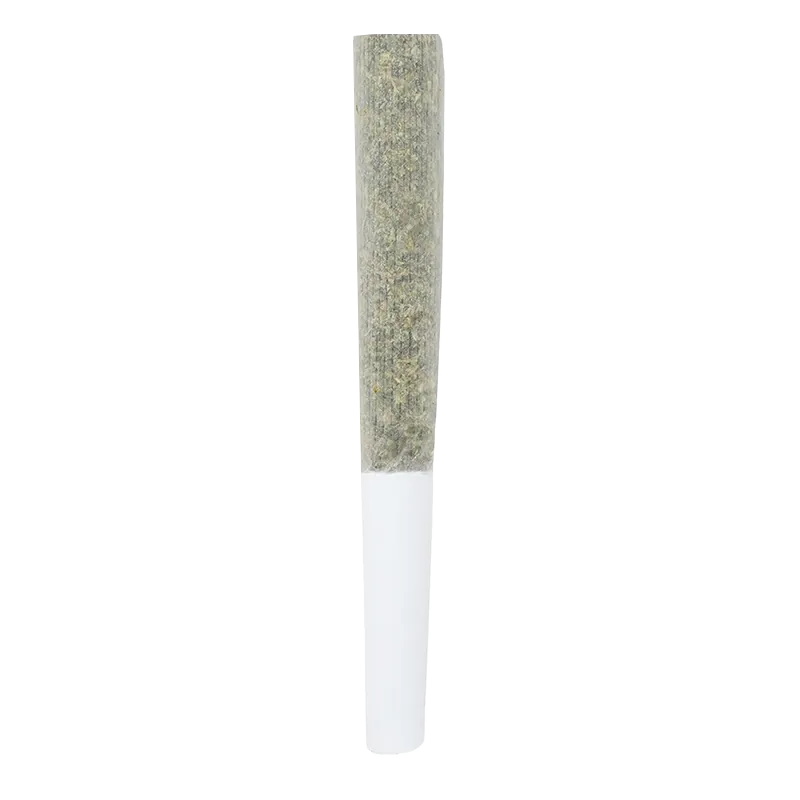 Snicklefritz 3 g Citrus Punch Shatter Infused PR 5 x 0.5 g Pre-Rolls