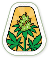 Top-Tier Flowering