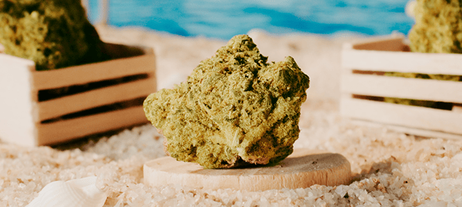 Terpy Potent Flower